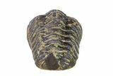 Wide, Partially Enrolled Austerops Trilobite - Morocco #156988-2